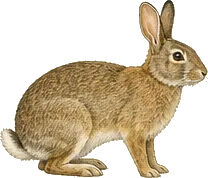 Eastern Cottontail