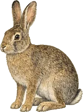 Mountain Cottontail