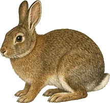 Marsh Rabbit