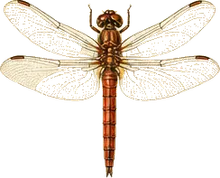 Common Darter