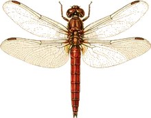 Autumn Meadowhawk