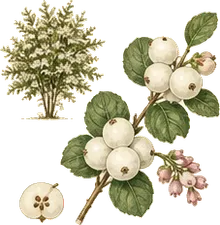 Common Snowberry