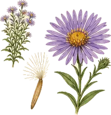New England Aster