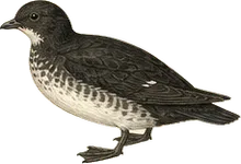 Ancient Murrelet