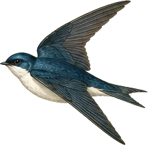Tree Swallow