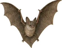Brazilian Free-tailed Bat