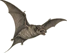 Big Free-tailed Bat