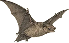 European Free-tailed Bat