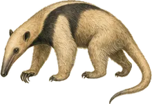 Northern Tamandua