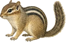 Yellow-pine Chipmunk