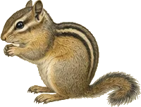 Least Chipmunk