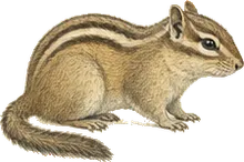 Panamint Chipmunk