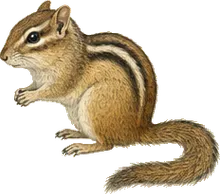 Colorado Chipmunk