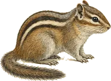 Allen's Chipmunk