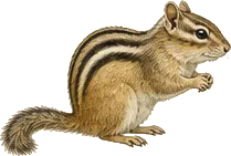 Eastern Chipmunk