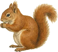 Red Squirrel