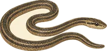 Southeastern Crowned Snake