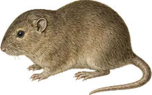 Harris's Rice Rat