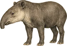 Baird's Tapir