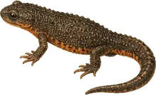 Rough-skinned Newt