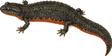 Red-bellied Newt