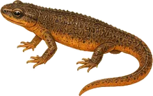 California Newt