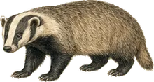 Texas Badger