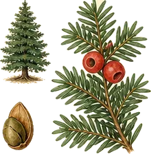 Pacific Yew