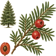 Canada Yew