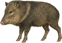 White-lipped Peccary