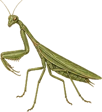 Chinese Mantis