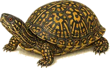 Ornate Box Turtle