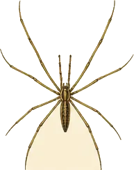 Long-jawed Orb Weaver