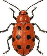 Red Milkweed Beetle