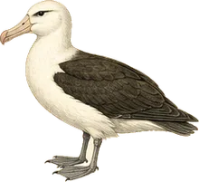 Black-browed Albatross