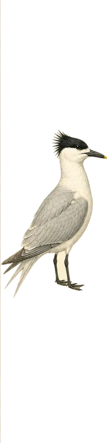 Sandwich Tern