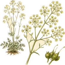 Early Meadow Rue
