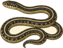 Western Terrestrial Garter Snake