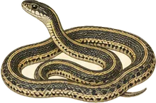 Northwestern Garter Snake