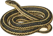Plains Garter Snake
