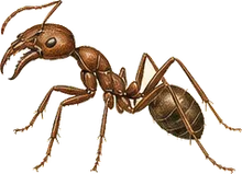 Pitchfork Ant