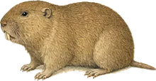 Mazama Pocket Gopher