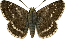 Northern Cloudywing