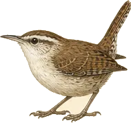 Bewick's Wren