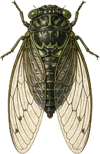 Dog-day Cicada