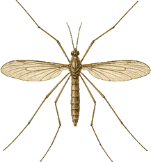 Marsh Crane Fly