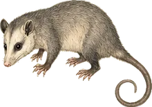 Grayish Mouse Opossum