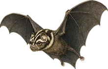 Stripe-headed Round-eared Bat