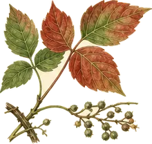 Poison Ivy