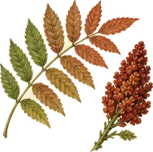 Poison Sumac